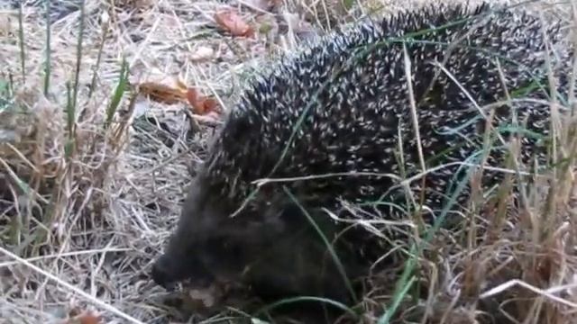Копия видео Еж ест хруща 2