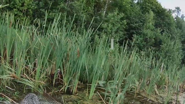 Рыбалка на карпа на мормышку 05.08.2022