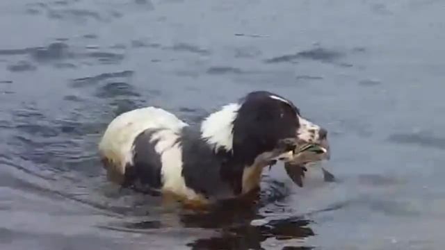 В гостях у Лешего