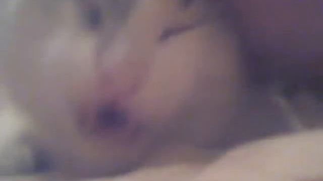 кот ловит кайф