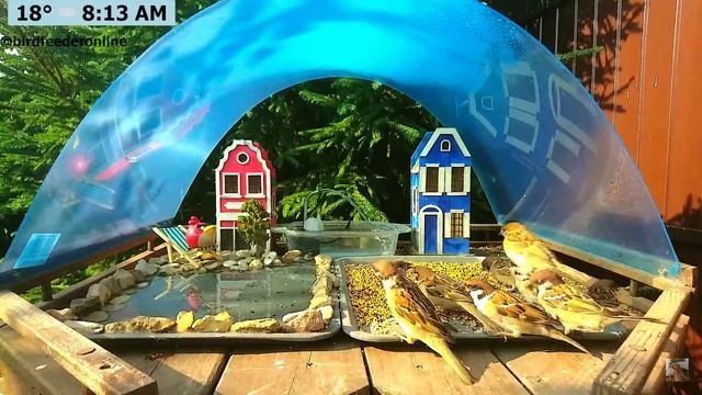 Красный мечтает под голубым куполом 😍🧩 Red From Angry Birds Dreams Under The Blue Dome #treesparrow