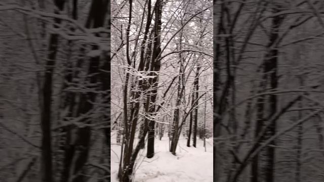 Зимний лес - это сказочно красиво! ЗелАО