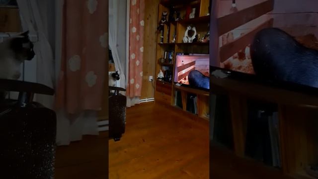 кошкин дом. лапушка смотрит телевизор