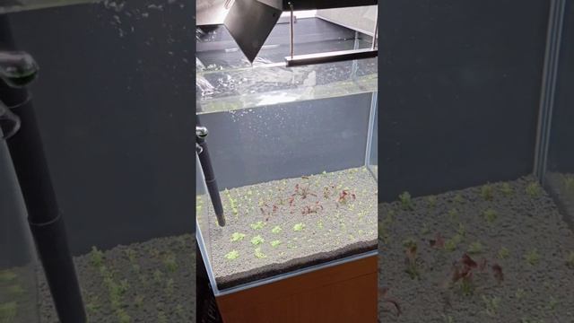 Запуск нового аквариума на сойле