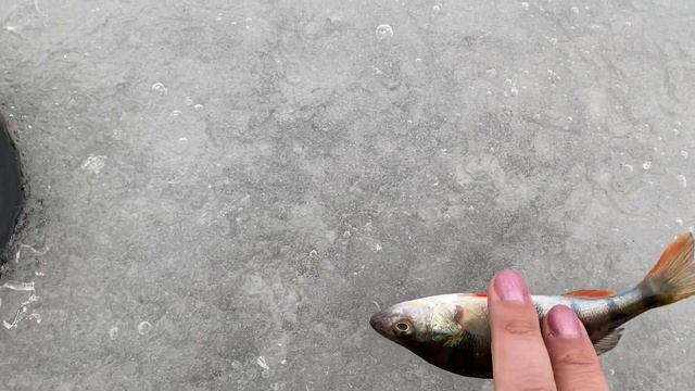 спасение рыбки