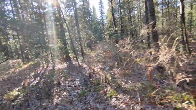 2023.10.19. Крючково, ручей_1