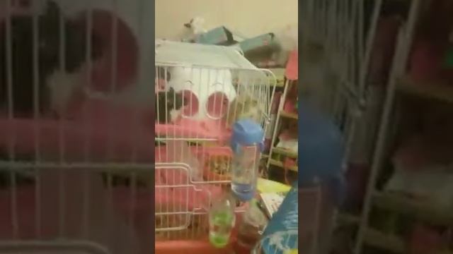 Наш    хомяк   сбесился