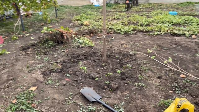 25-10-2024 Посадка саженцев осенью.Краснодар
