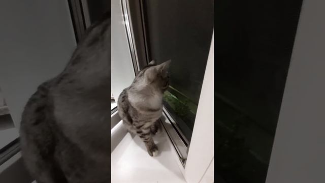 Кот охотится на  ночную бабочку!We sit with the cat .The night butterfly!