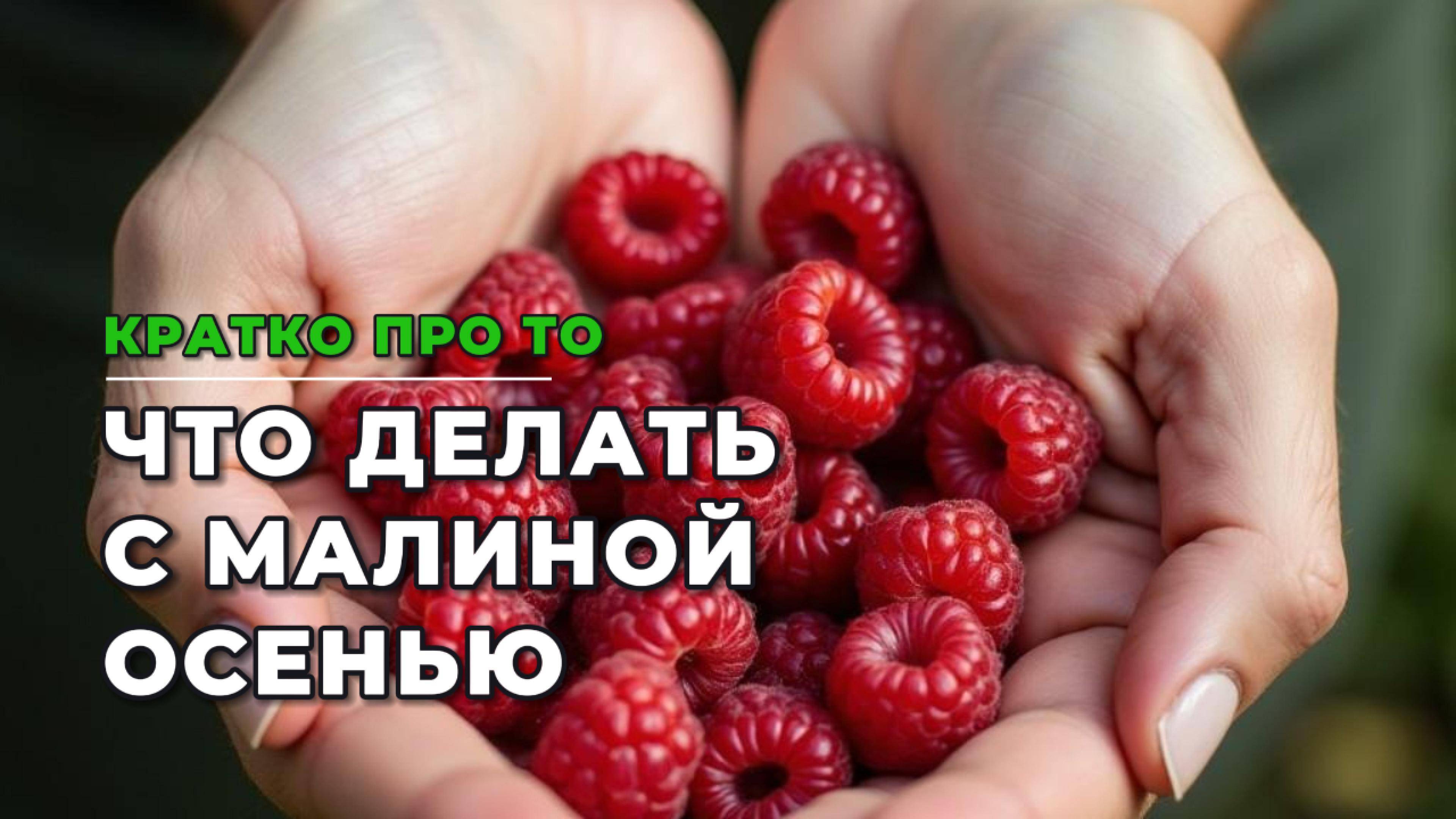 Кратко про то, что делать с малиной осенью