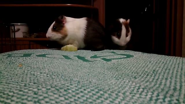 Морские свинки едят огурец Guinea Pigs Eating Cucumber Marsvin Spiser Vandmelon