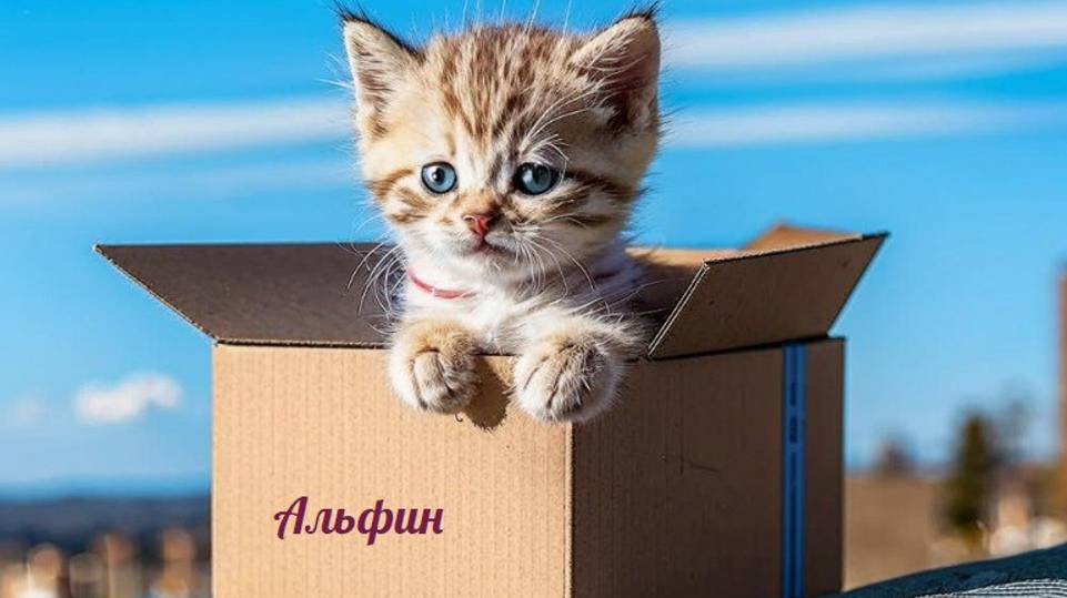 Распаковка маршрутизатора Альфин Wi-Cat  AX. Что в коробке?
