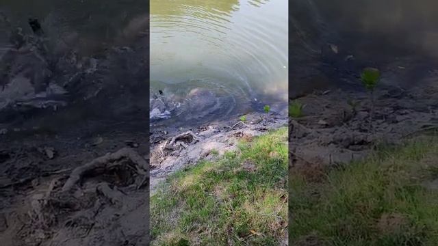 Рыбалка 2021 карп 8 кг ...