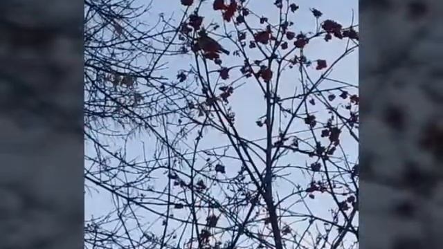Прилетели красивые птицы снегири