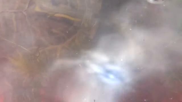 2019 05 22 15729 КРАСНОУХАЯ ЧЕРЕПАХА ТОРТИЛЛА ОБЕДАЕТ ЧЕРВЯМИ