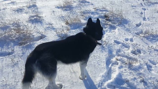 Husky Jack  Хаски Джек