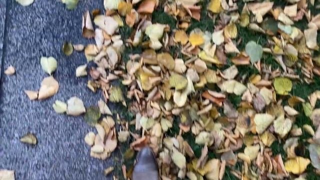 осенний VLOG: Петербург, керамика, плёнка, переезд