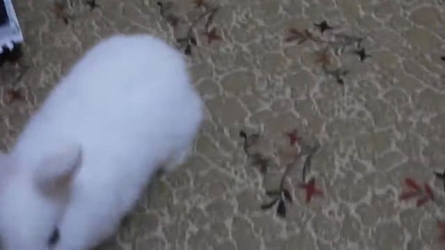Кролики белые