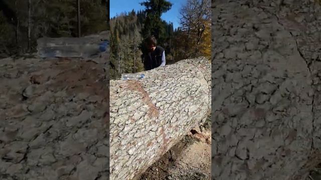 Tornike qatamadze