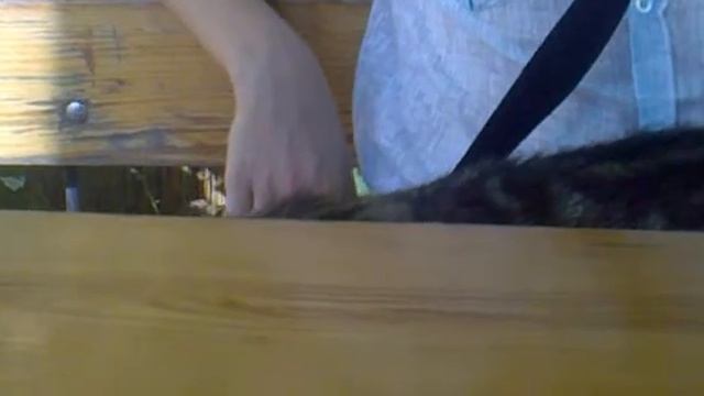 милый котэ в кафе в Крыму