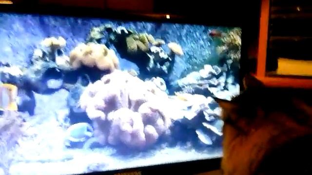 Кошка ловит рыбок на мониторе прикол с кошкой