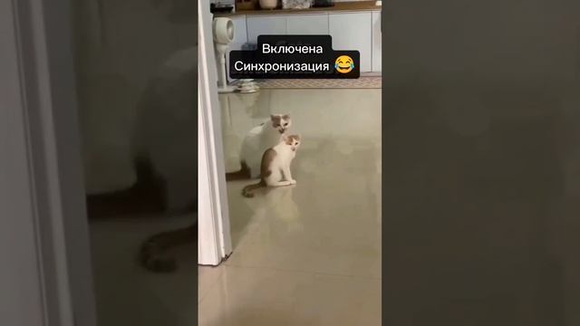 Смешные видео | Приколы| Сбой в матрице 🤣