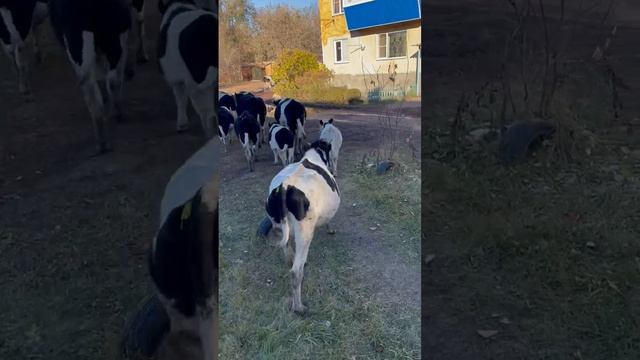 Чудесное видео от наших соратников по защите коров
из "Атма-Сфера" Ферма Коров, Челябинск
❤❤❤