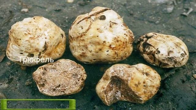 САМЫЕ ДОРОГИЕ ПРОДУКТЫ В МИРЕ