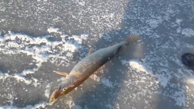 Щука на жерлицу 1,5 кг на затоне СРЗ