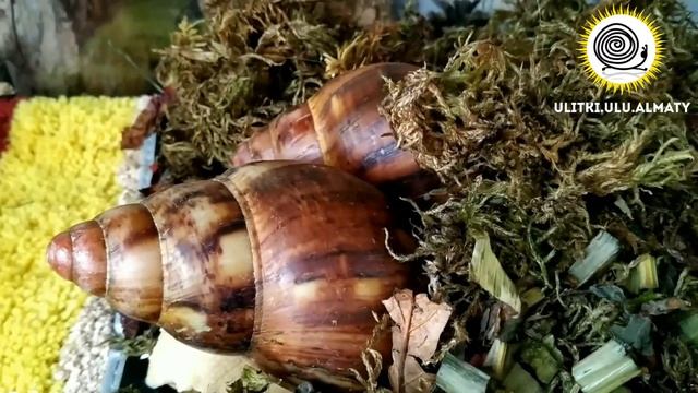 Улитки зарываются в мох