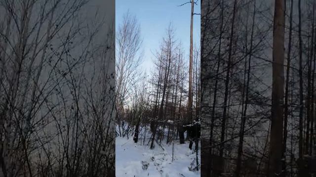 заготовка дров