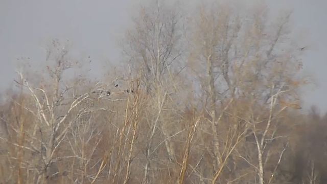 вороны сопровождают ОРЛАНА БЕЛОХВОСТА