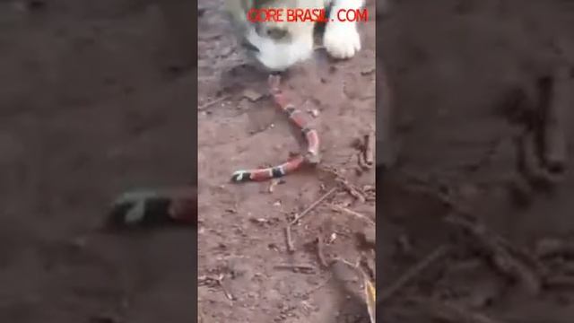 Кот съел змею! Жесть! Не для слабонервных!