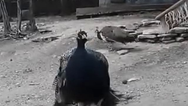 Отдых в Геленджике с детьми. Сафари-Парк. Павлин