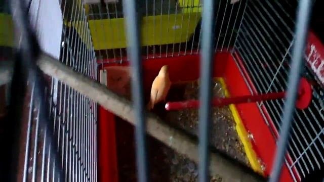 Кенар и Канарейка и родители 25 ноября
