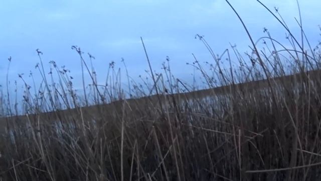 Охота на северных уток. Hunting for a duck. Много уток.