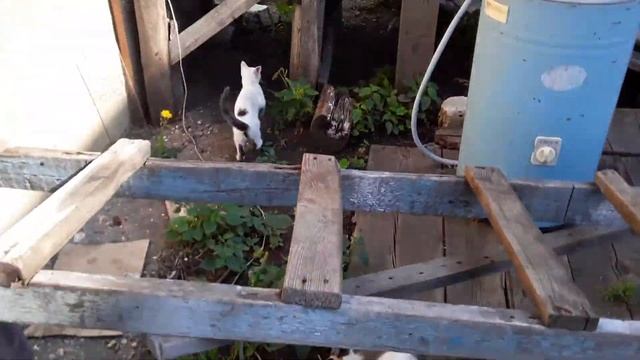 Котёнок поймал мыша