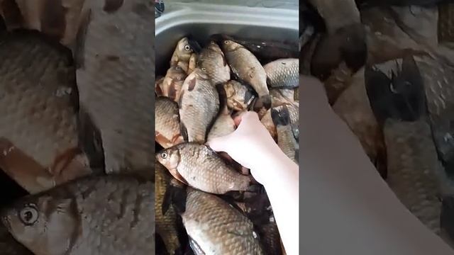 Крутой улов. Много много рыбы.
