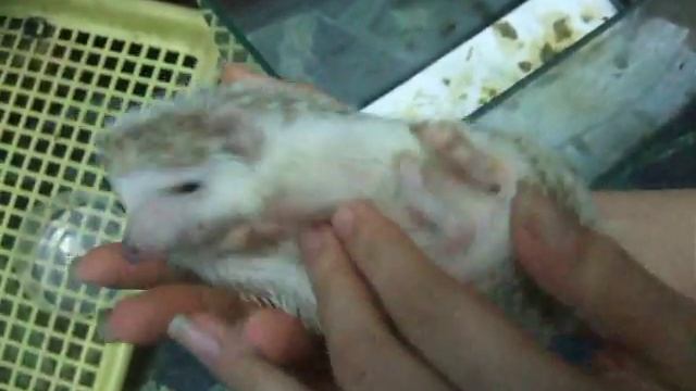 Hedgehog play quilt   :- P 刺蝟踢被子 @益@''