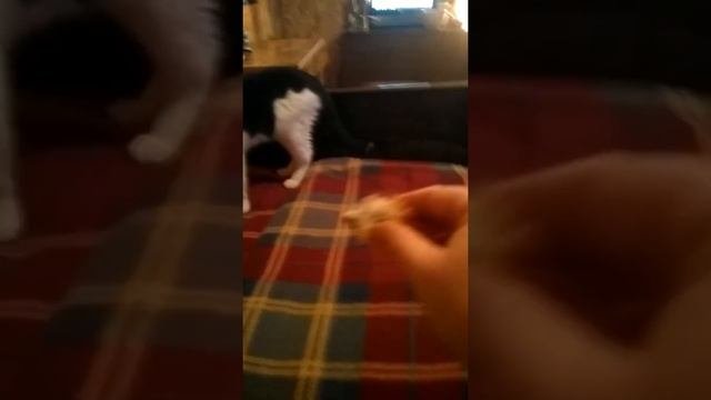 Кот Мариус ловит мышь и приносит хозяину