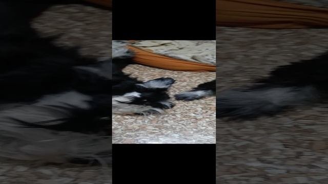 Мишелька2