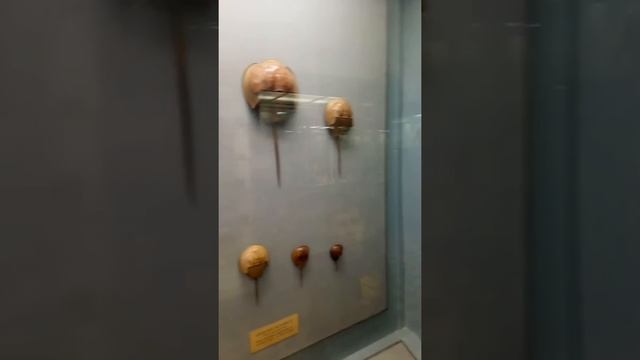 Зоомузей Санкт-Петербург 2 крабы креветки