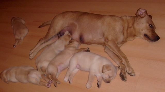 Лабрадорчики от рождения и до трёх месяцев. Labradors From Birth To Three Months.