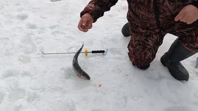 Форель в Голицыно Fish (2)
