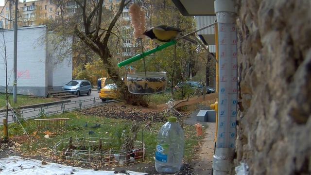 Под окном 2020 окт 21 22 кормушка Синичкин шведский стол