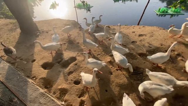 Go pro hero 8 or iphone 11 guess the video shooted from which camera ??ll sanjay van best ❤️ love