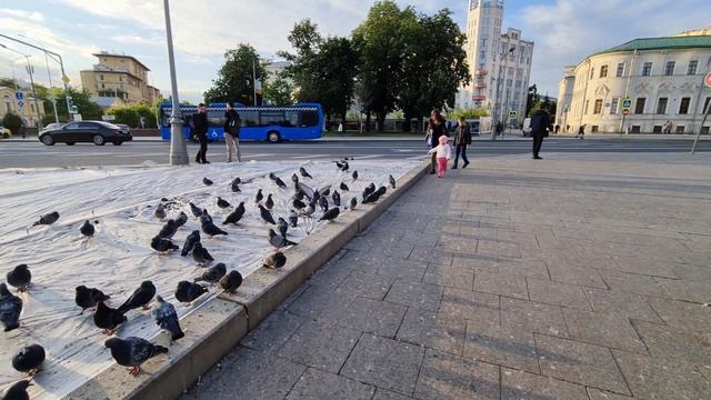 Софи-Адель ловит голубей, а мама ловит Софи-Адель ....