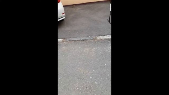В МОСКВЕ ТОЖЕ ЖИВУТ БЕЛКИ! УЗНАЙ ЧТО ОНИ ТВОРЯТ НА УЛИЦЕ !?!