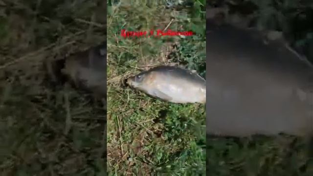 Дуплет из Сазана и Карпа