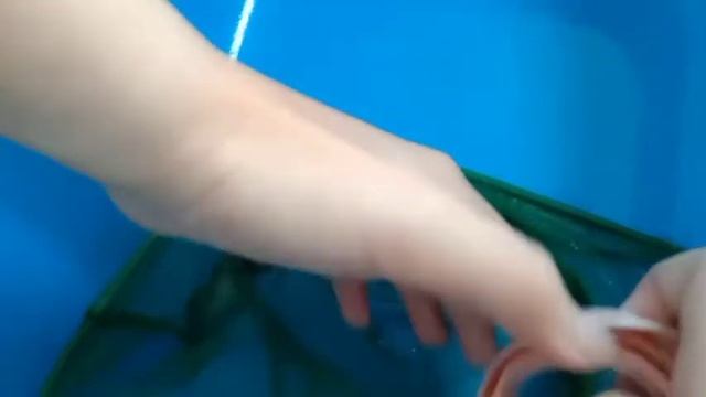 Почистили аквариум и измерили ротана.